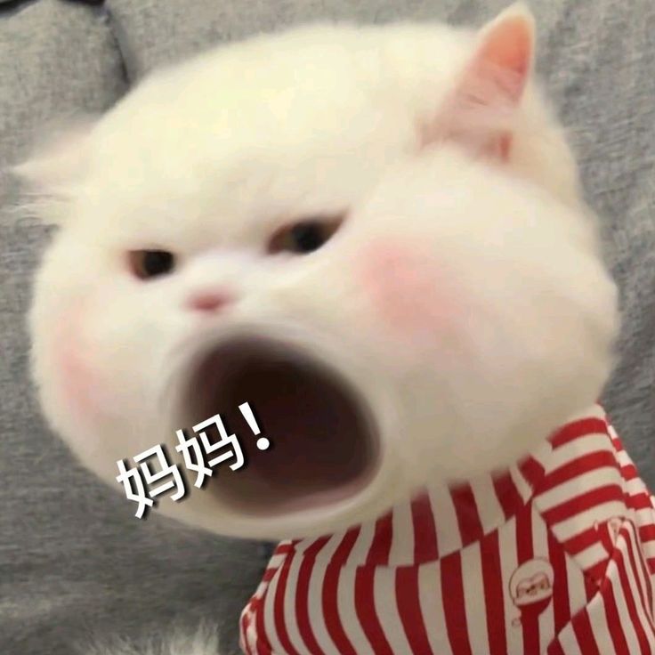 BOLU mascot (drop your 1.png next to this file)